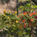 Bed and breakfast Serra Serena *