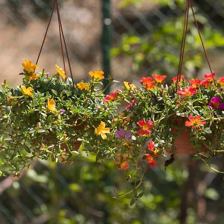 Couette-café Serra Serena *